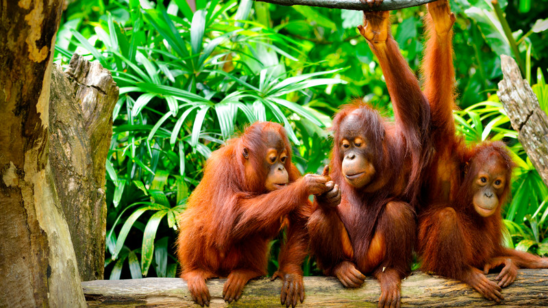 Three orangutans sitting in the jungle
