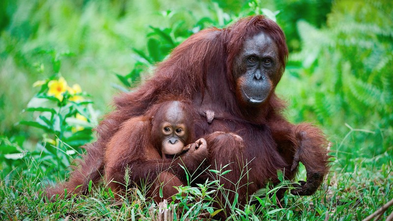 https://www.intrepidtravel.com/adventures/wp-content/uploads/2017/08/borneo_orangutan-mother-and-child-1.jpg
