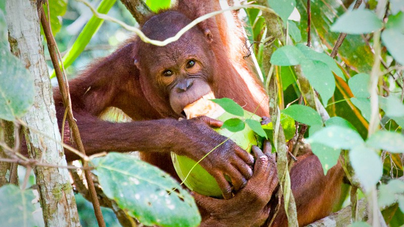 Orangutan at Sepilok Rehabilitation Centre Borneo