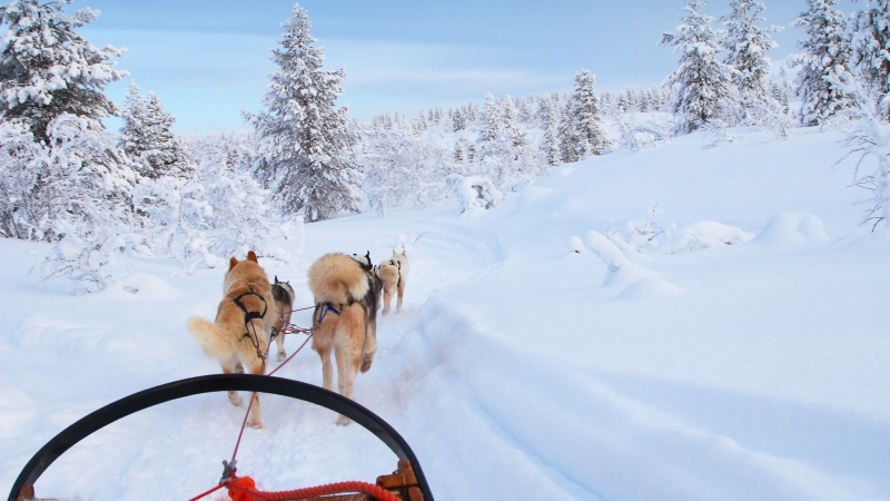 Yllästunturi Finland Finnish Lapland dog-sledding