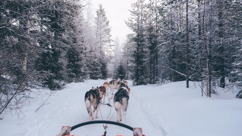 A team of dogs pulls along a sled through a snowy forest