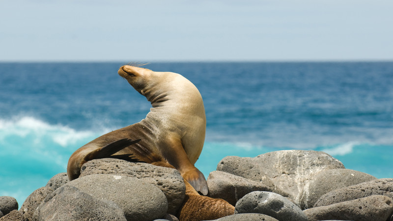A seal sunbathing on the Galapagos Islands.