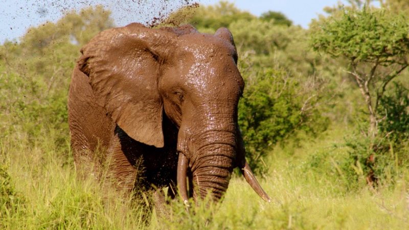 An elephant in Sri Lanka enjoys a mud bath
