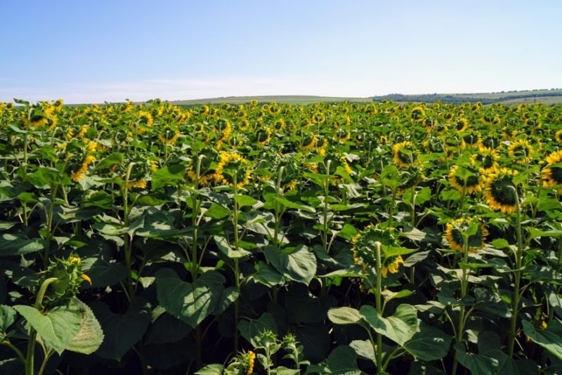 Moldova travel sunflowers