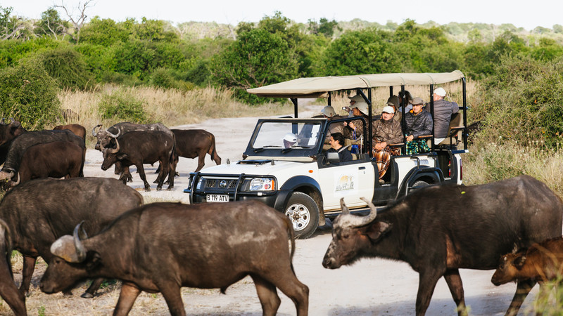 Safari in Botswana tour