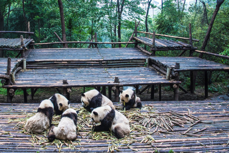 Chengdu China pandas