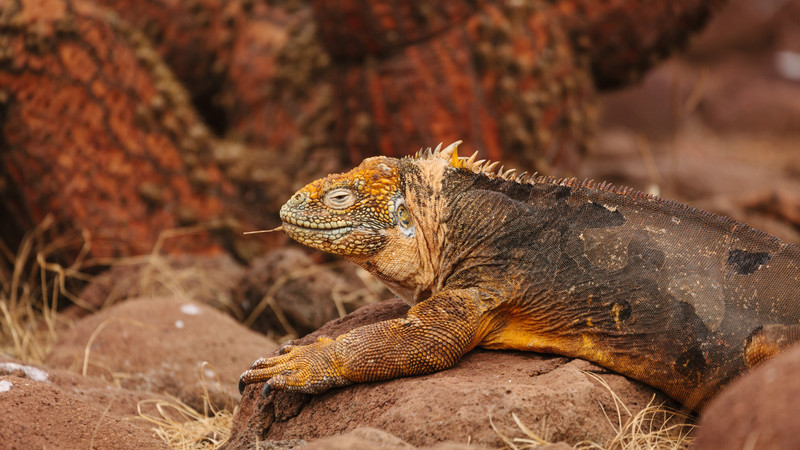 Galapagos tour Ecuador