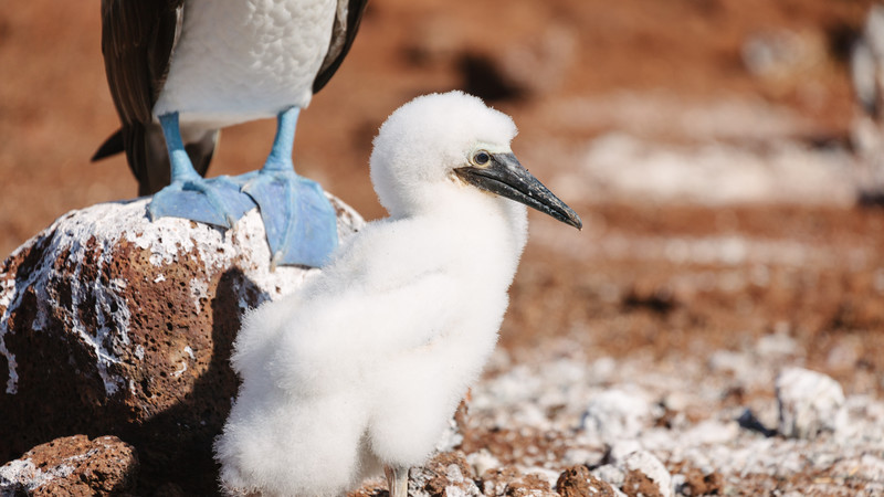 Galapagos tour Ecuador