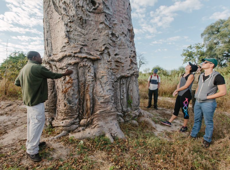 Safari in Botswana tour