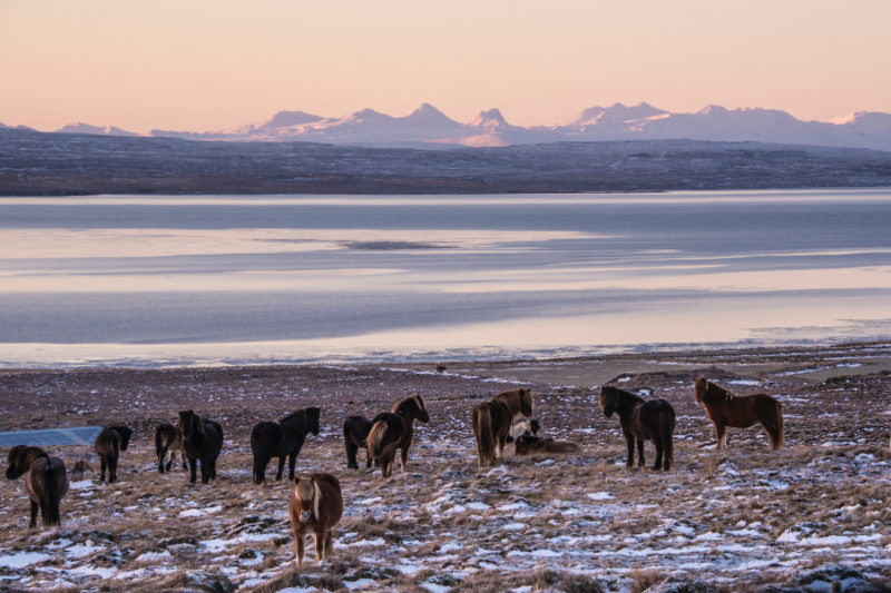 Snaefellsnes-Ponies Iceland winter