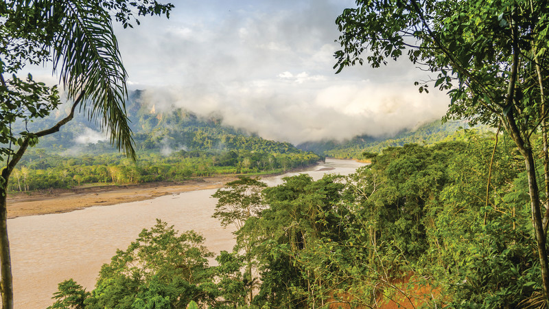 Bolivia jungle