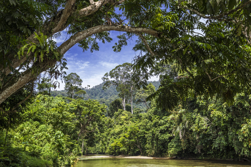 Jungle Sumatra Indonesia