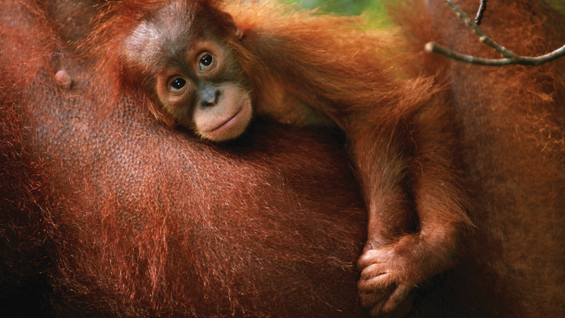 Indonesia Sumatra orangutan