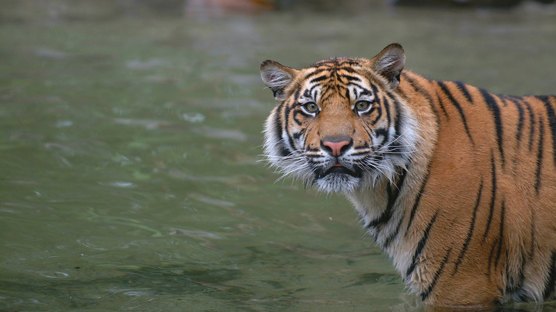 Tiger Sumatra Indonesia