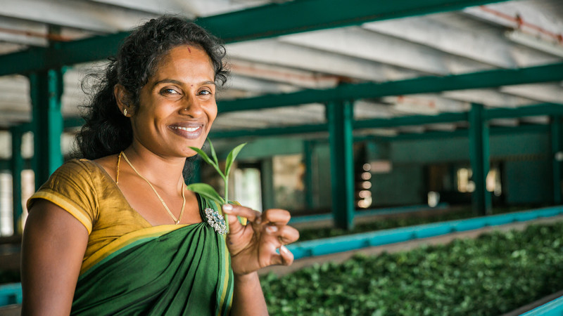 sri-lanka_nuwara-eliya_tea-factory_local_tea-leaf