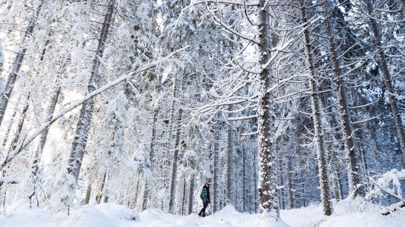 A woman walks in a snow-covered forest in Finnish Lapland