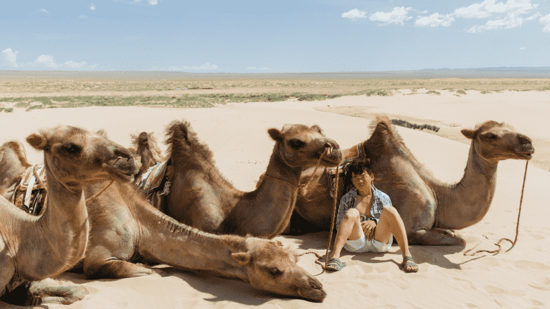 A Gobi Desert guide with his camels