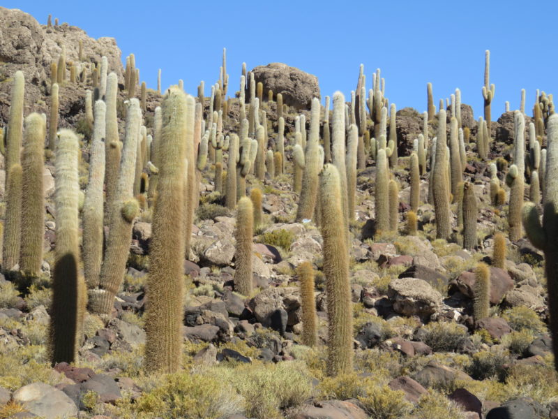 Bolivia tour Incahausi