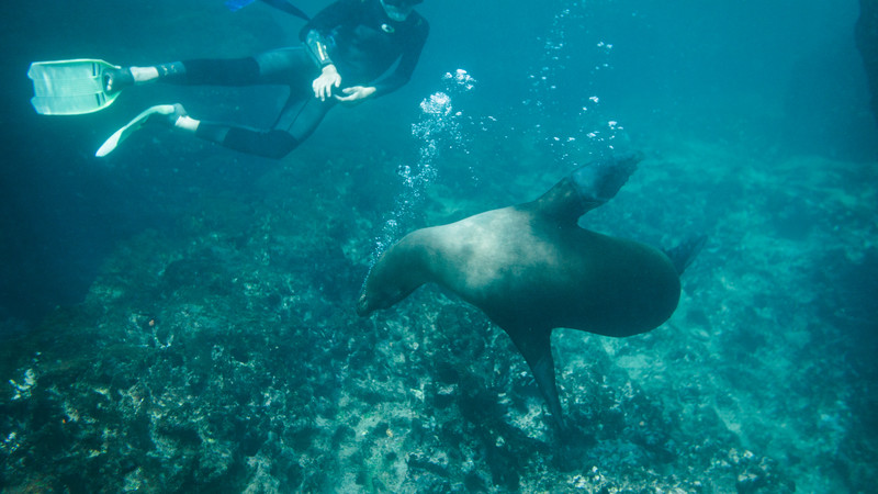 A diver and a seal play underwater