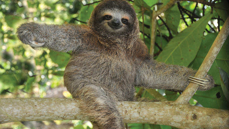 la fortuna, costa rica sloth