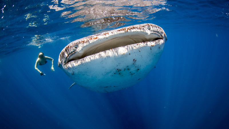 Snorkelling with whale sharks in Djibouti,