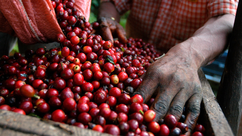 Guatemala fatos café