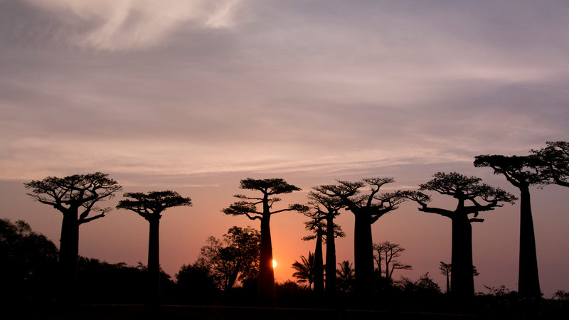 Avenue of the Baobabs at sunset.