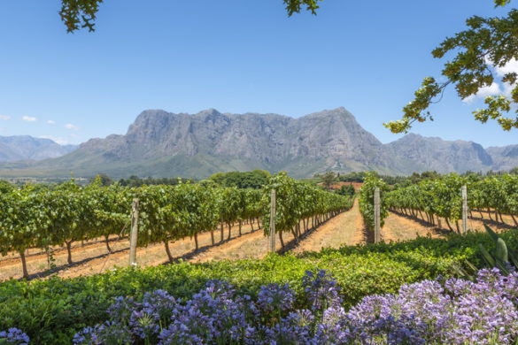 South Africa vineyards wine