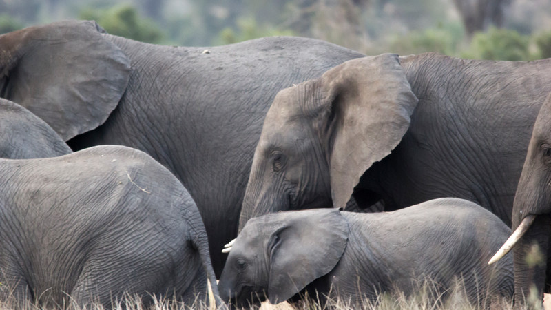 Elephants safari South Africa