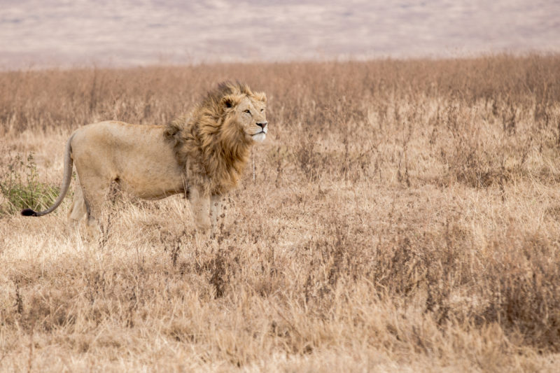 Tanzania guide Ngorongoro Crater