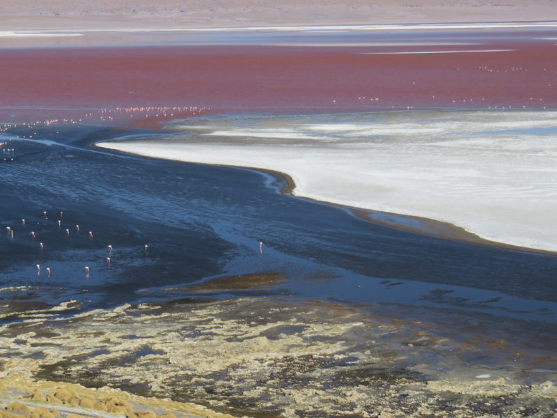 Bolivia tour Laguna Colorada