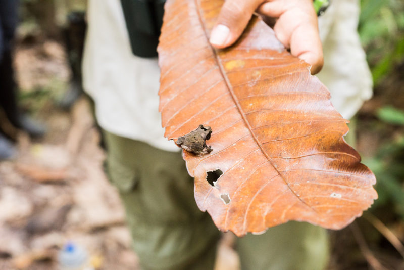 What to do in Bolivia Amazon