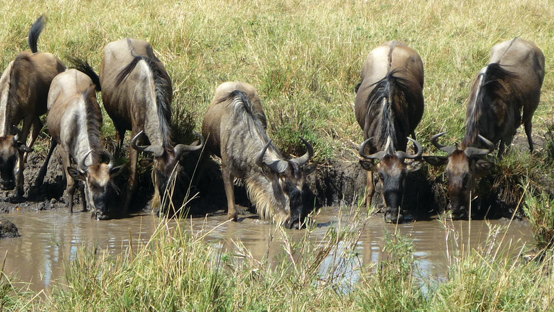 Wildebeest migration guide Kenya