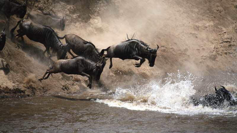 Wildebeest migration guide Kenya