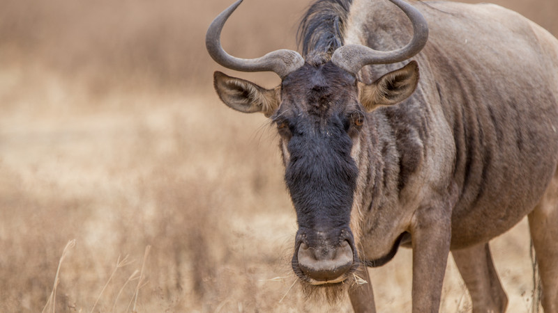 Wildebeest migration guide Tanzania