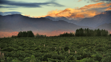 The wining and dining guide to Mendoza