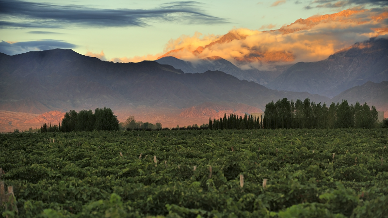 Views over the vineyards in Mendoza