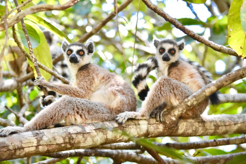 Madagascar travel lemurs