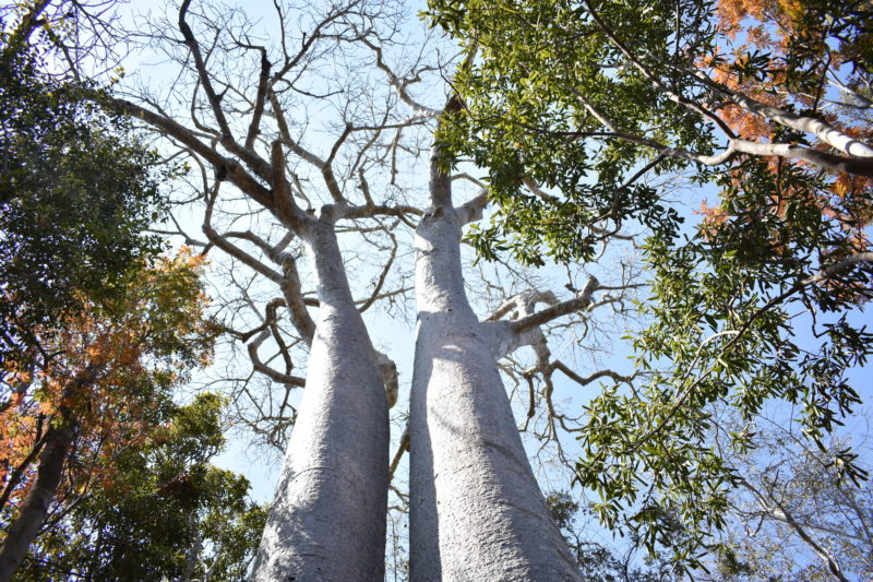 Madagascar travel Baobab trees