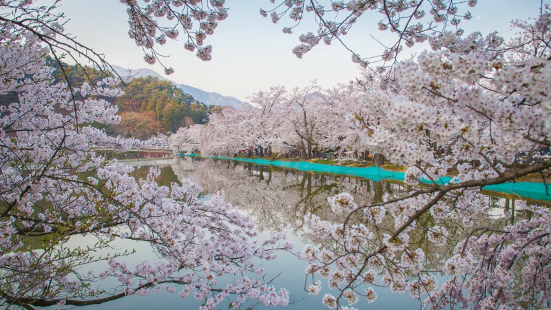 Cherry blossoms by a tranquil lake in Japan 