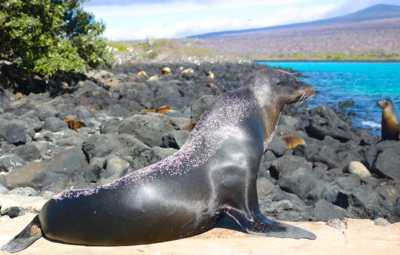 What to do in the Galapagos Islands