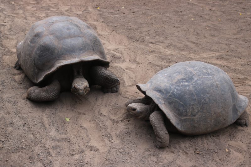 What to do in the Galapagos islands Giant Tortoise Breeding Centre