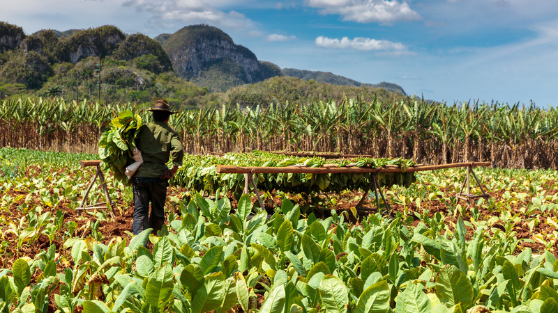 cuba tour tobacco