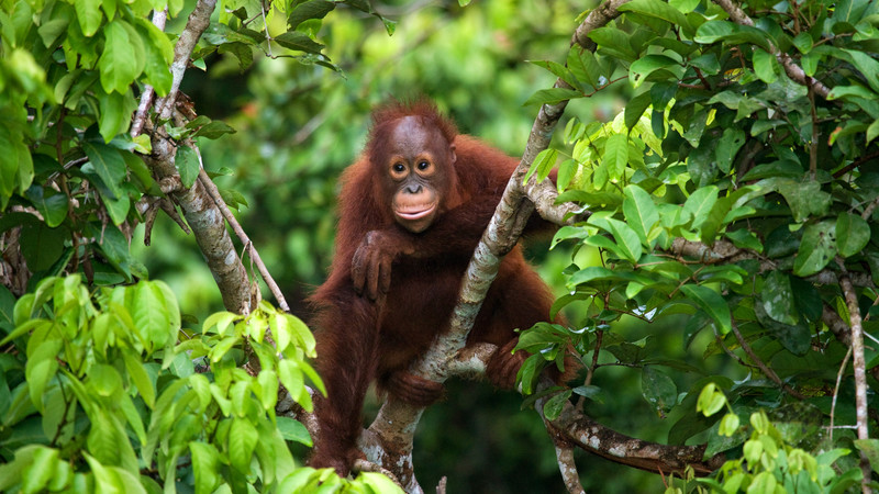 A baby orangutan perched on a branch in Borneo, Malaysia
