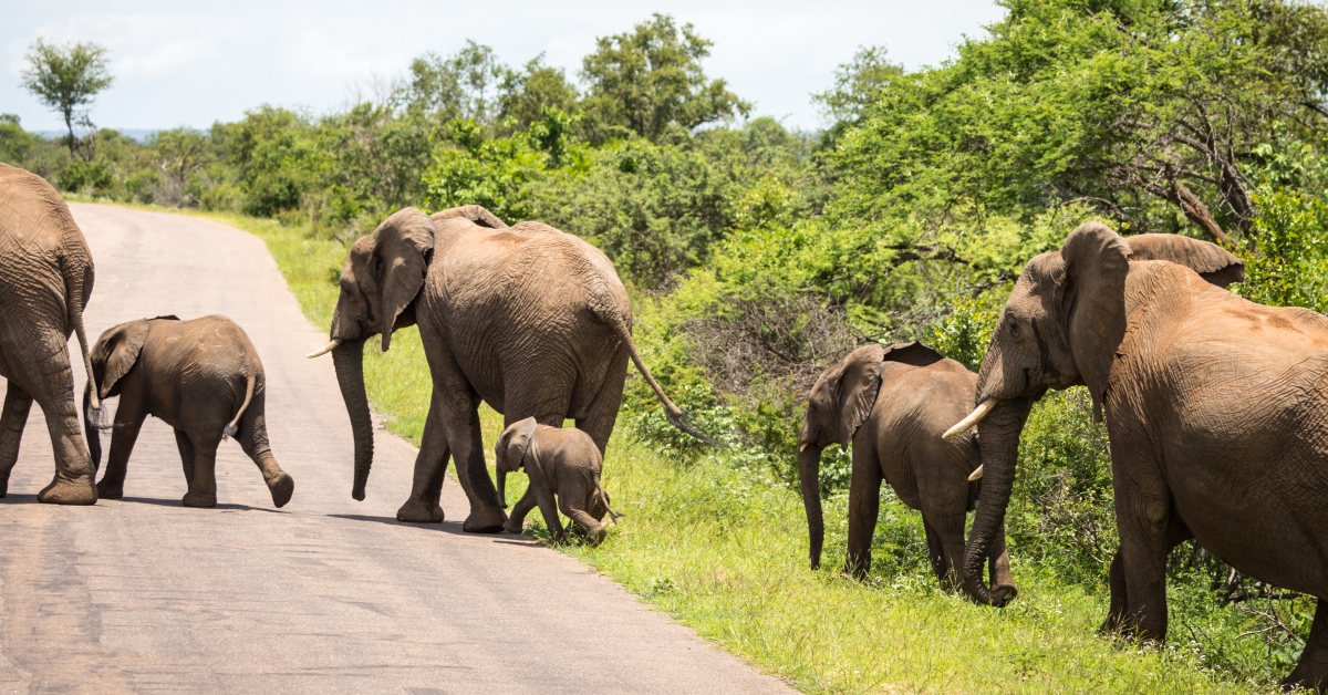 10 South Africa Facts That You Probably Don't Know Intrepid Travel Blog