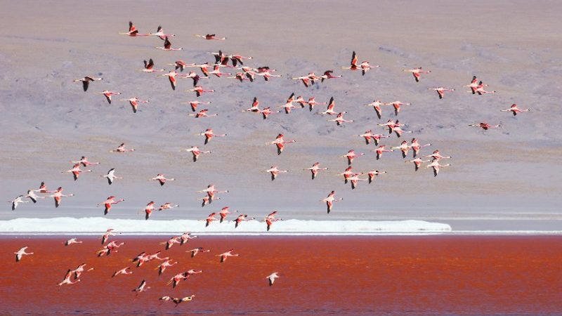 A flamboyance of flamingos take flight over Laguna Colorada