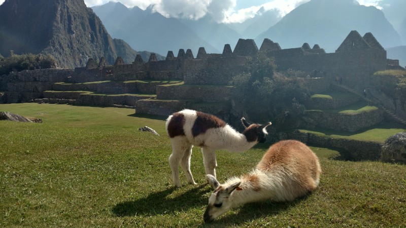 Two llamas grazing at Machu Picchu