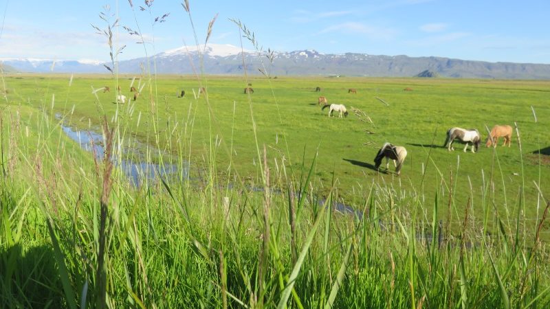 Horses graze in a grassy field