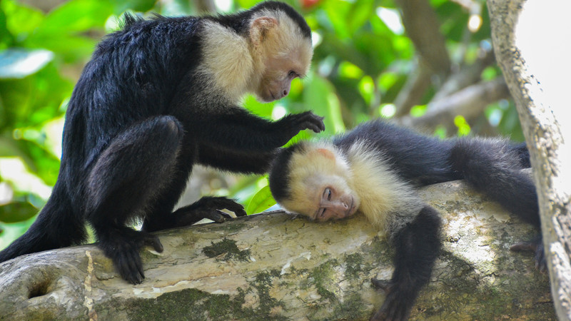 best of costa rica monkeys