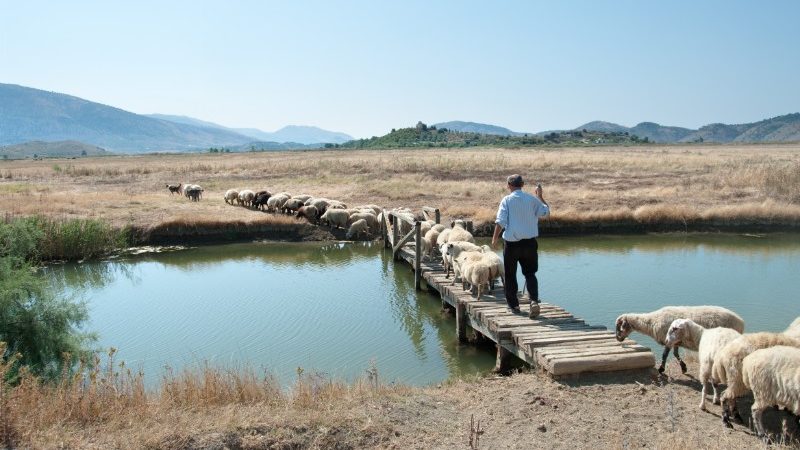 A shepherd herds his flock of sheep across a bridge on a farm